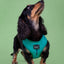 Dog Adjustable Harness - Napa