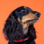 Dog Collar - Merlot
