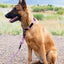 Climbing Rope Dog Collar