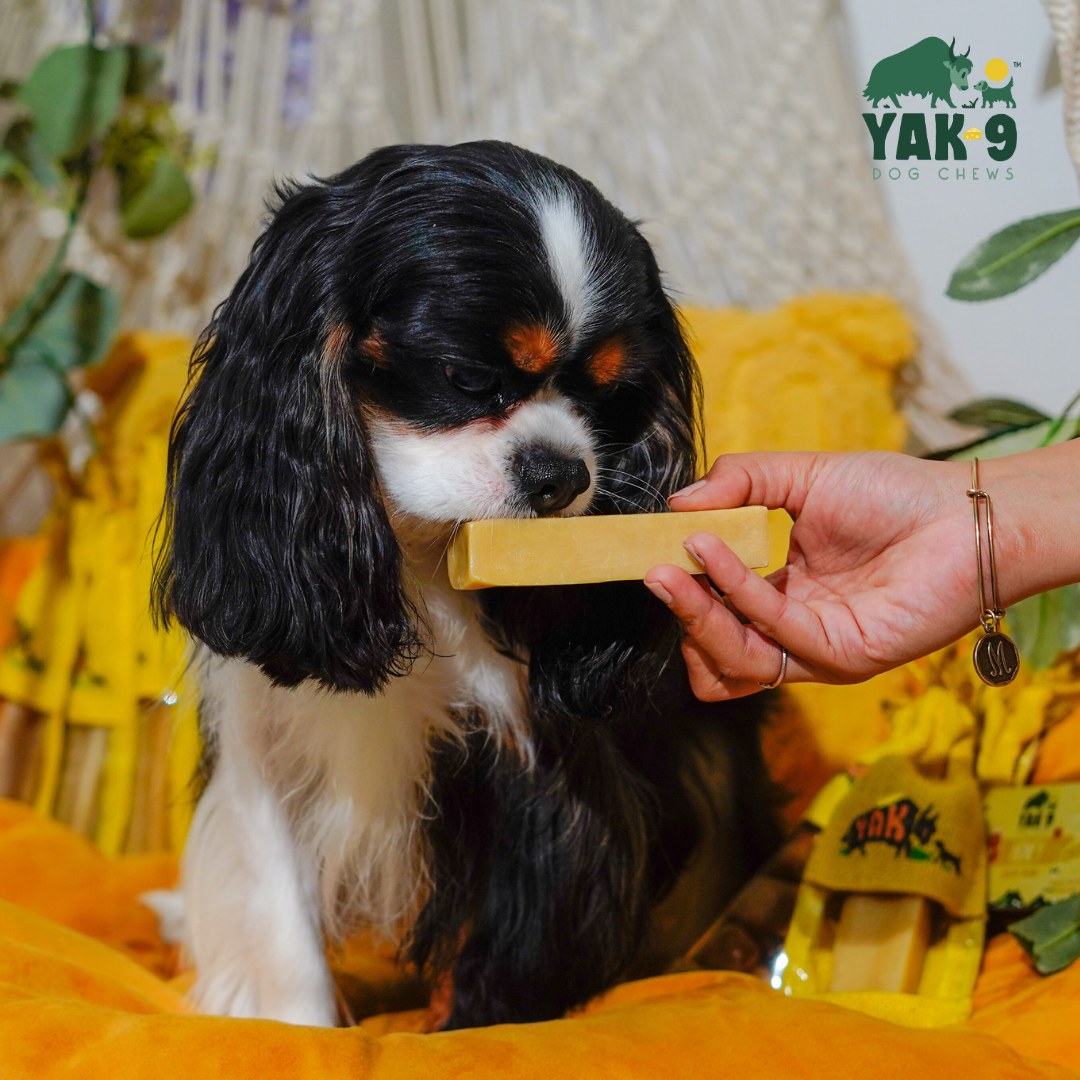 Honey Cheese Chews for Dogs