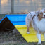 Better Sporting Dogs Dog Agility A-Frame – Arrives Fully Assembled