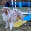 Better Sporting Dogs Practice See Saw – Fully Assembled Practice Teeter for Dog Agility Training