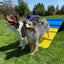 Better Sporting Dogs Dog Agility A-Frame – Arrives Fully Assembled