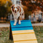 Better Sporting Dogs Dog Agility A-Frame – Arrives Fully Assembled