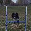 Better Sporting Dogs Adjustable Dog Agility Bar Jumps