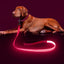 Light Up LED Dog Leash 6FT – USB Rechargeable Glow Leash for Night Safety