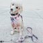 Dog Adjustable Harness - Harley Quinn™