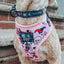 Dog Adjustable Harness - Harley Quinn™