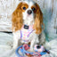 Dog Rope Leash - Victoria