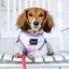 Dog Rope Leash - Ombre Pink