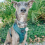 Dog Adjustable Harness - Forest