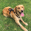 K9R - M1 LightSpeed Harness Large