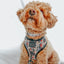 Dog Collar - The Nightmare Before Christmas™ (Beige)