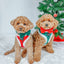 Dog Adjustable Harness - Nice