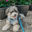 Dog Leash - Alice in Wonderland (Blue)