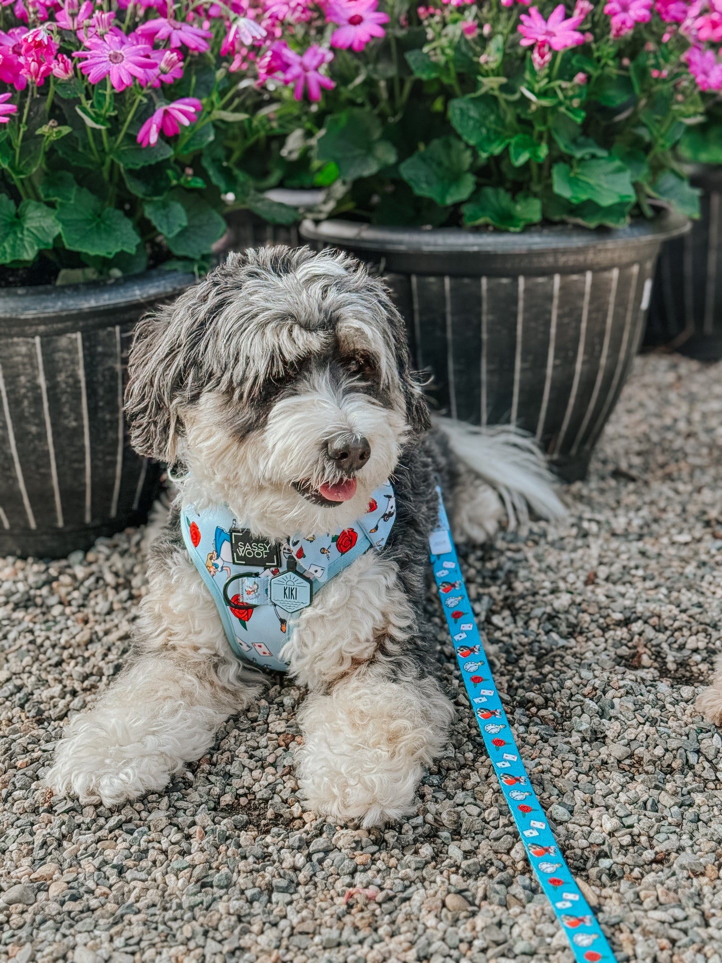 Dog Leash - Alice in Wonderland (Blue)