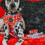 Dog Adjustable Harness - Disney's 101 Dalmatians