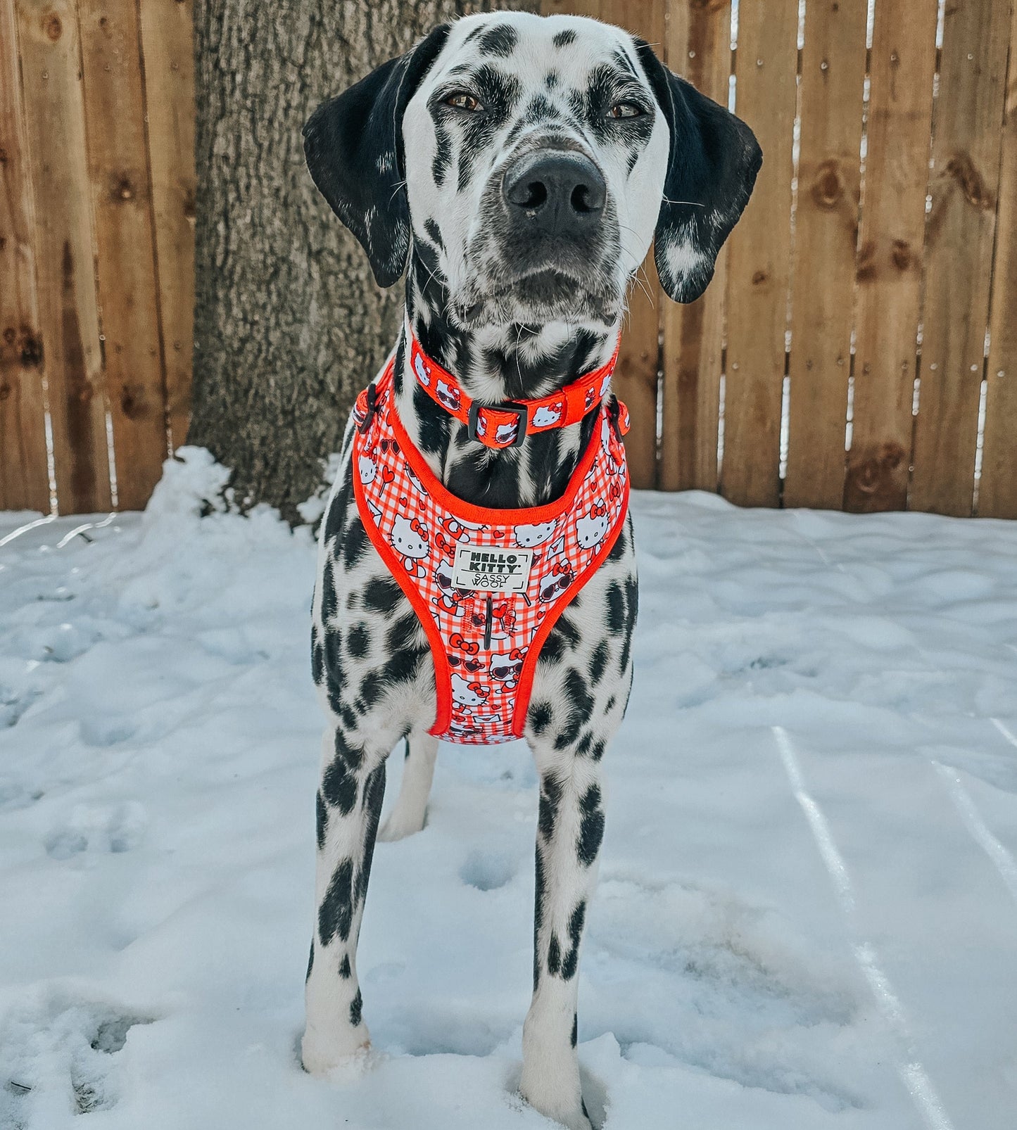 Dog Adjustable Harness - Hello Kitty® Red Classic