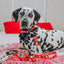 Dog Collar - Hello Kitty® Red Classic