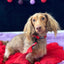 Dog Collar - Neon Red