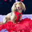 Dog Leash - Neon Red