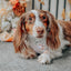 Dog Adjustable Harness - Pup of Honor