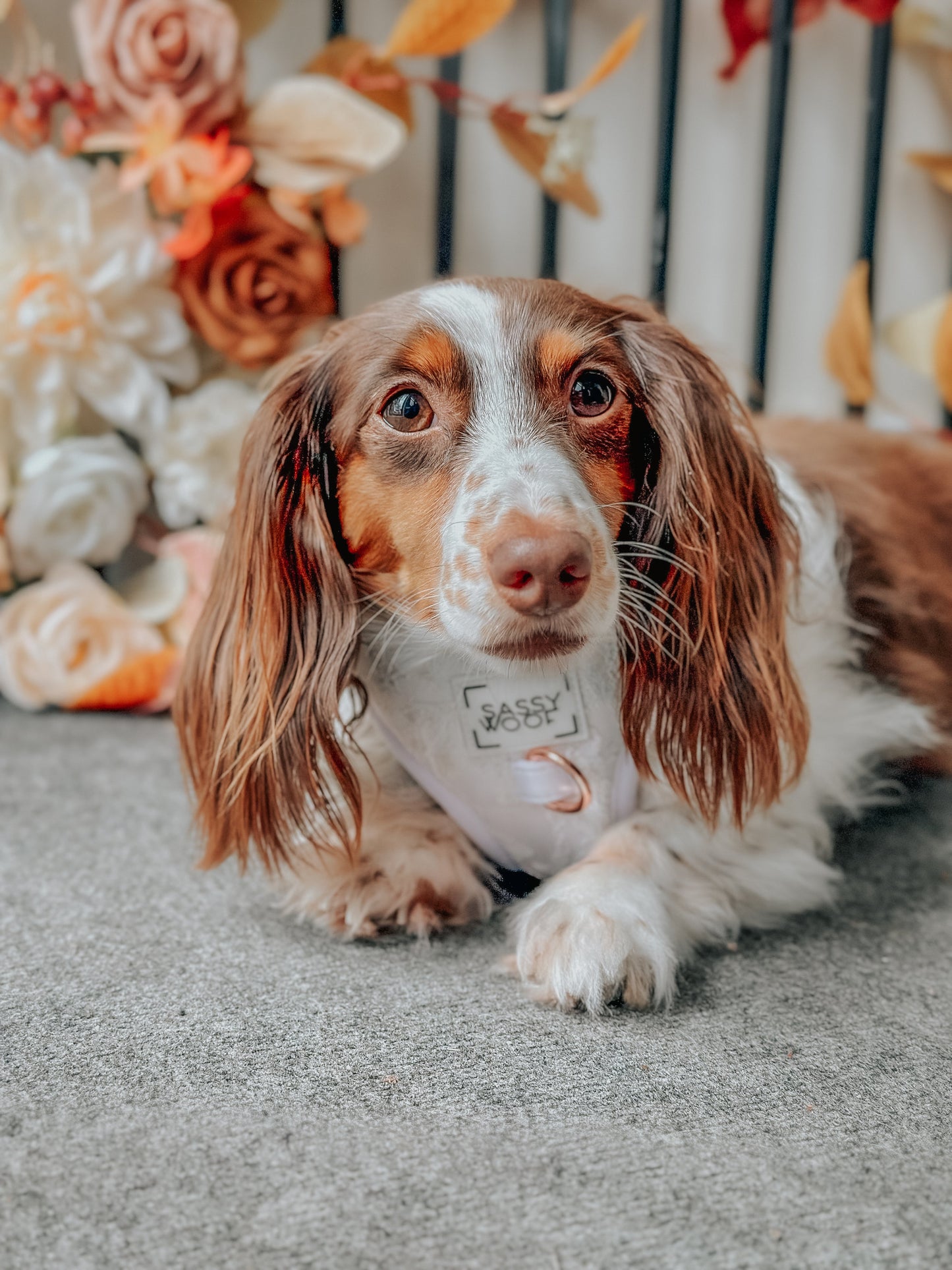 Dog Adjustable Harness - Pup of Honor