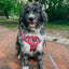 Dog Adjustable Harness - Looney Tunes™ Pink