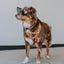 Dog Collar - Mango Tango