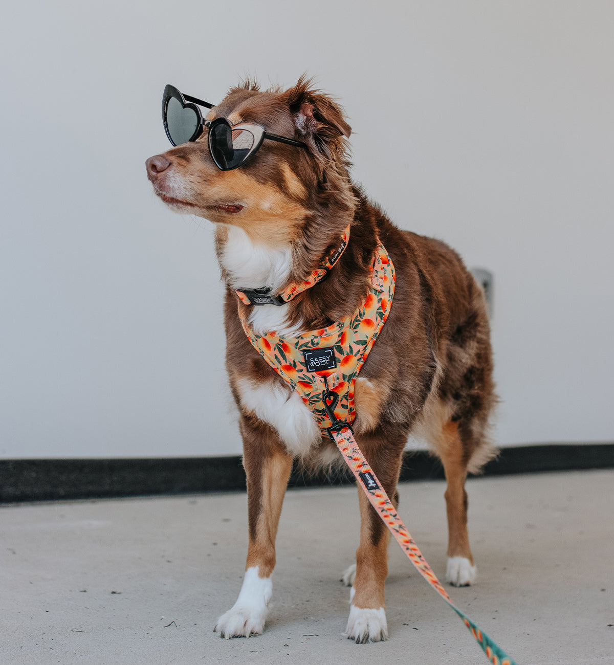 Dog Collar - Mango Tango