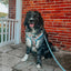 Dog Adjustable Harness - SpongeBob SquarePants™ Bikini Bottom