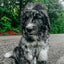 Dog Adjustable Harness - Disney's Snow White