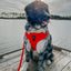 Dog Leash - Neon Red