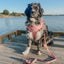 Dog Adjustable Harness - STAR WARS™ Princess Leia