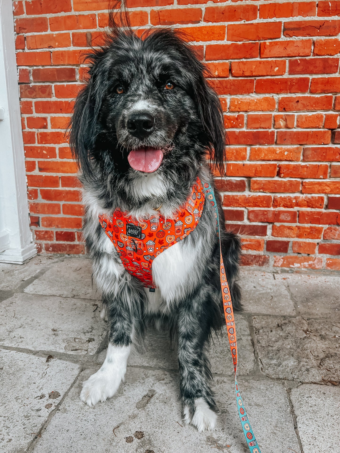 Dog Adjustable Harness - Pupkin Donuts