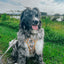 Dog Step-In Harness - Sunflower Dreams
