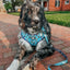 Dog Leash - STAR WARS™ The Mandalorian™