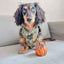 Dog Adjustable Harness - Haunt Mess