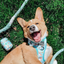 Dog Rope Leash - Mint to Be