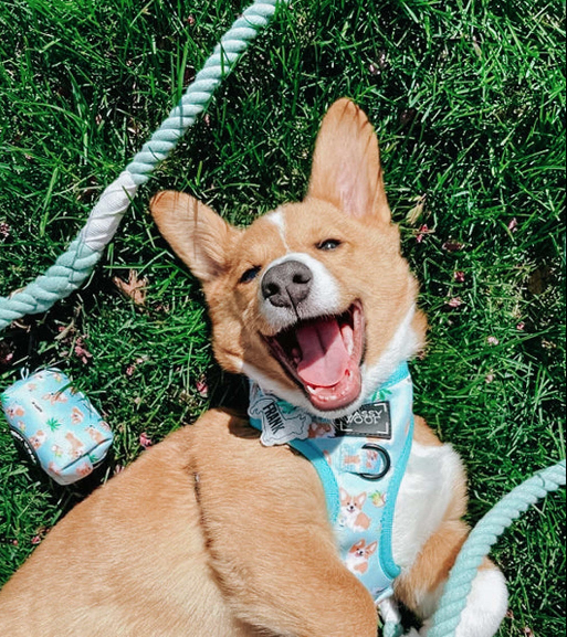Dog Rope Leash - Mint to Be
