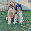 Dog Adjustable Harness - The Night Life