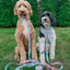 Dog Leash - Polly Pocket™
