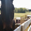 Salty Mare
