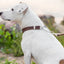 Martingale Leather Dog Collar