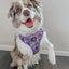 Dog Adjustable Harness - Willy Wonka & The Chocolate Factory™