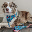 Dog Adjustable Harness - The Powerpuff Girls™ (Blue)