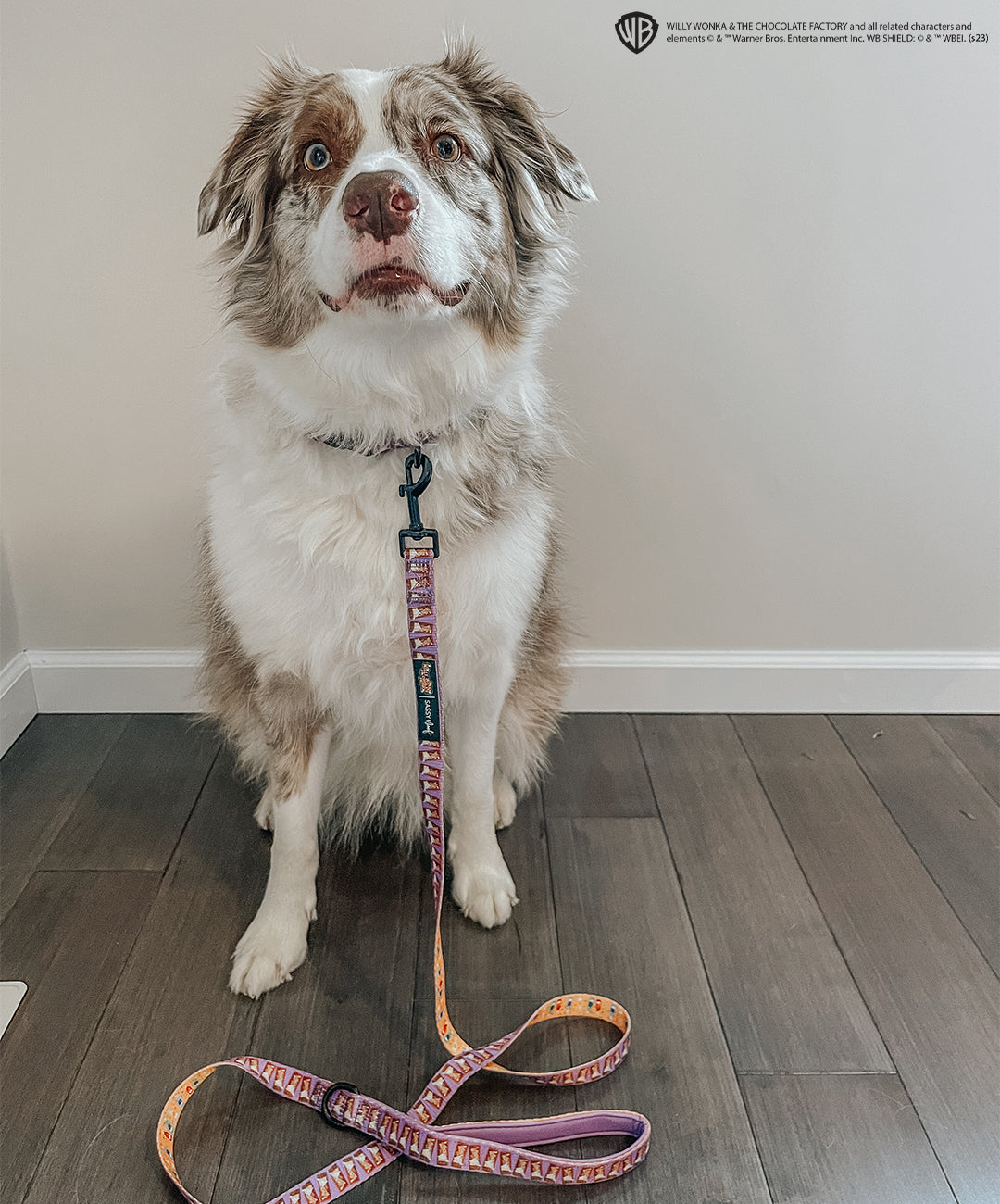 Dog Collar - Willy Wonka & The Chocolate Factory™