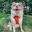 Dog Adjustable Harness - Foxy