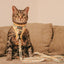 Cat Leash - Sunflower Dreams