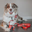 Dog Collar - Sleigh Baby Sleigh